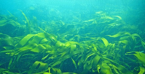 Les Omega 3 issus des algues